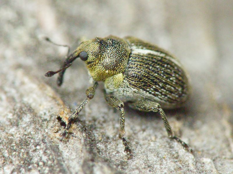 Ceutorhynchus typhae (Herbst, 1795)